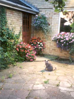 British Blue Cat